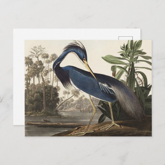 Audubon Louisiana Heron Vogels van Amerika Art Pri Briefkaart (Voorkant / Achterkant)