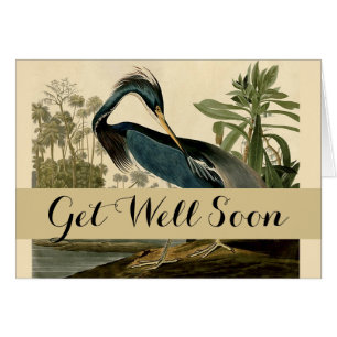 Audubon Louisiana Reiger Vogels Amerika Kunst