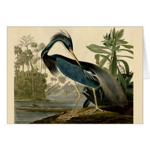 Audubon Louisiana Reiger Vogels Amerika Kunst