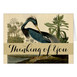 Audubon Louisiana Reiger Vogels Amerika Kunst