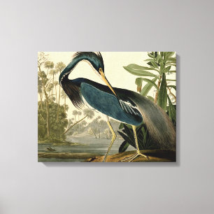 Audubon Louisiana Reiger Vogels Amerika Kunst Canvas Afdruk