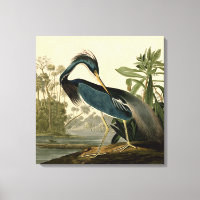 Audubon Louisiana Reiger Vogels Amerika Kunst