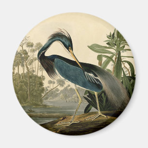 Audubon Louisiana Reiger Vogels Amerika Kunst Magneet