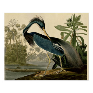 Audubon Louisiana Reiger Vogels Amerika Kunst Perfect Poster