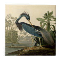 Audubon Louisiana Reiger Vogels Amerika Kunst