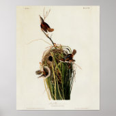 Audubon Marsh Wren Poster (Voorkant)