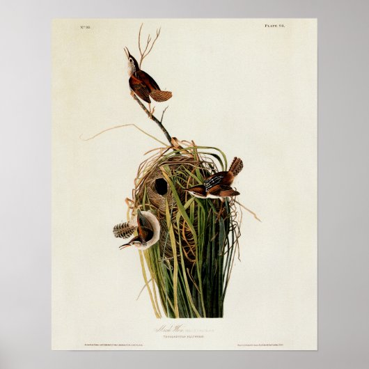 Audubon Marsh Wren Poster (Voorkant)