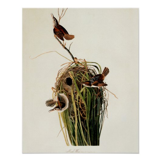 Audubon Marsh Wren Vogelkunst Perfect Poster (Voorkant)