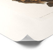 Audubon Meadowlark Botanische Print (Hoek)