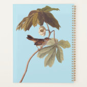 Audubon Oiseau de Bruant sur Mandrake sauvage (Dos)