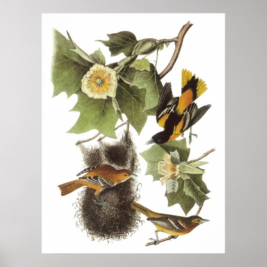 Audubon Oriole Poster (Voorkant)