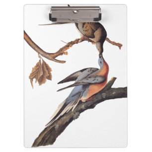 Audubon Paar of Kissing Passenger Pigeons Grocery Klembord