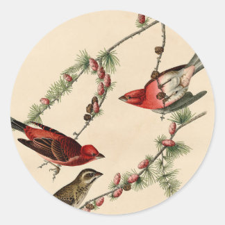 Audubon Paars Finch Bird Painting Gift Ronde Sticker