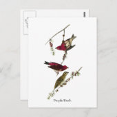 Audubon Paarse Finch Briefkaart (Voorkant / Achterkant)
