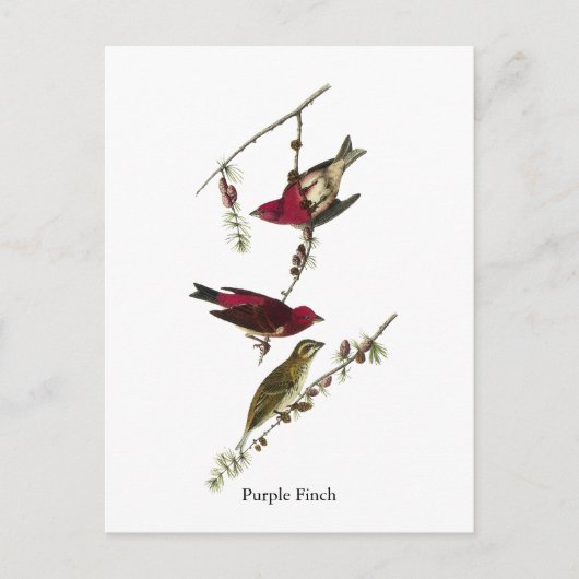 Audubon Paarse Finch Briefkaart (Voorkant)