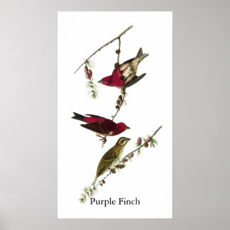 Audubon Paarse Finch Poster