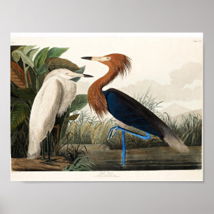 Audubon - Paarse Heron Poster