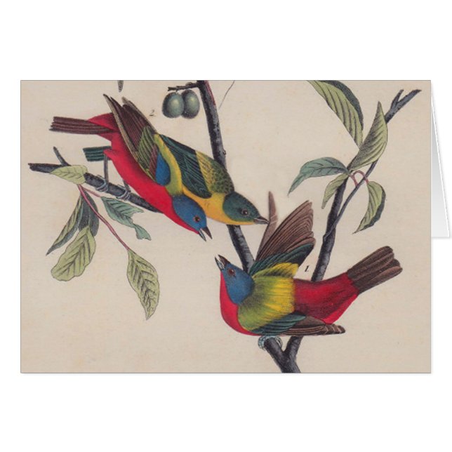 Audubon Painted Bunting Bird Wildlife (Voorkant Horizontaal)