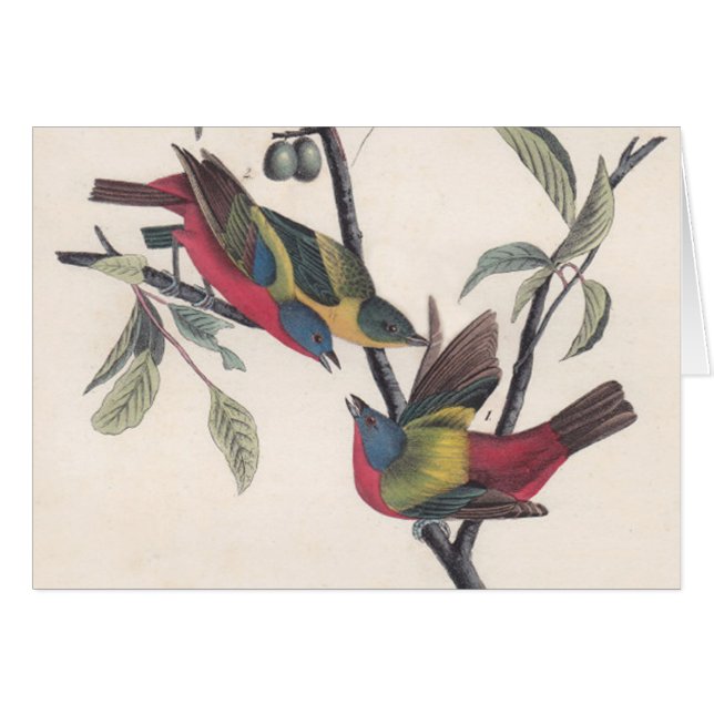 Audubon Painted Bunting Bird Wildlife (Voorkant Horizontaal)
