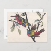 Audubon Painted Bunting Bird Wildlife Briefkaart (Voorkant / Achterkant)