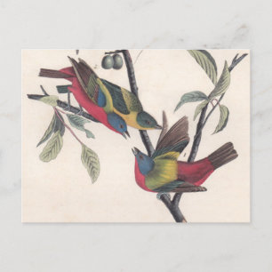 Audubon Painted Bunting Bird Wildlife Briefkaart
