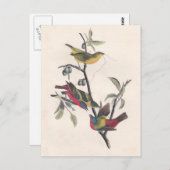 Audubon Painted Bunting Bird Wildlife Briefkaart (Voorkant / Achterkant)