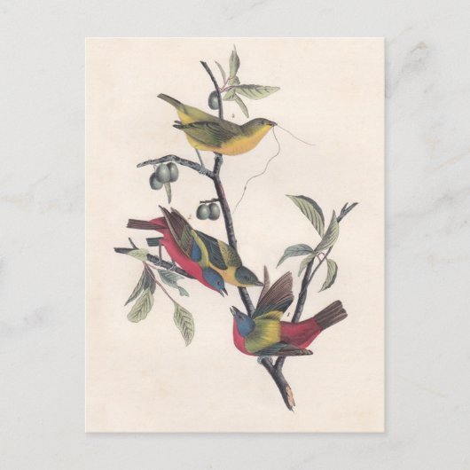 Audubon Painted Bunting Bird Wildlife Briefkaart (Voorkant)