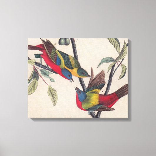Audubon Painted Bunting Bird Wildlife Canvas Afdruk (Voorkant)