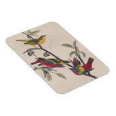 Audubon Painted Bunting Bird Wildlife Magneet (Rechterzijde)