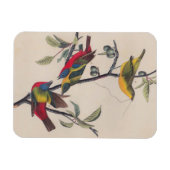 Audubon Painted Bunting Bird Wildlife Magneet (Horizontaal)