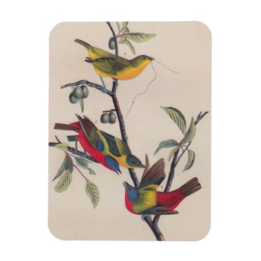 Audubon Painted Bunting Bird Wildlife Magneet (Verticaal)