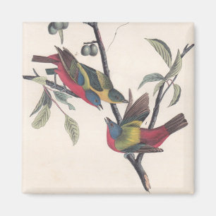 Audubon Painted Bunting Bird Wildlife Magneet