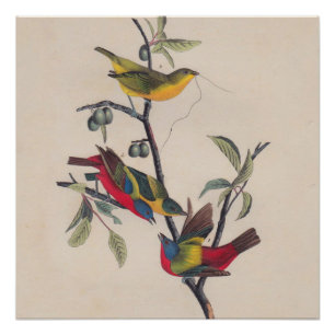 Audubon Painted Bunting Bird Wildlife Perfect Poster