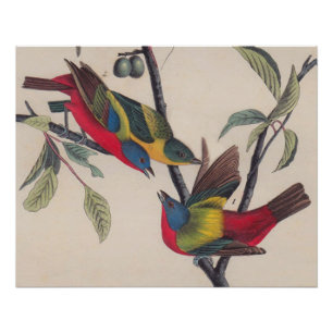 Audubon Painted Bunting Bird Wildlife Perfect Poster