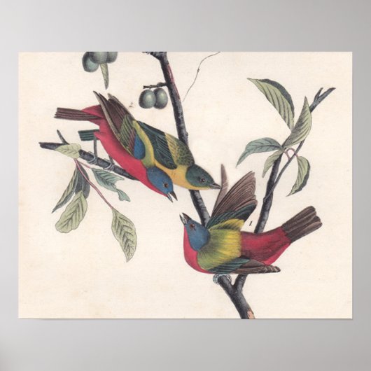 Audubon Painted Bunting Bird Wildlife Poster (Voorkant)