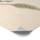 Audubon Painted Bunting Bird Wildlife Poster (Hoek)