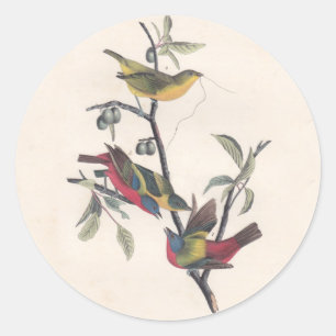 Audubon Painted Bunting Bird Wildlife Ronde Sticker