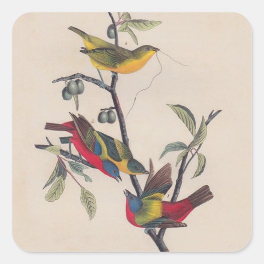 Audubon Painted Bunting Bird Wildlife Vierkante Sticker (Voorkant)