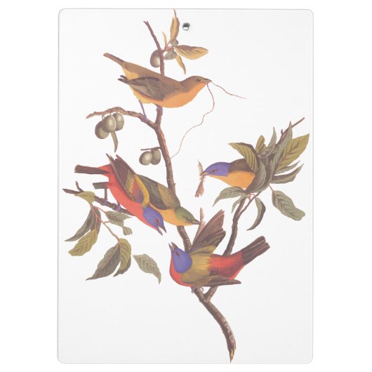 Audubon Painted Bunting Birds in a Cherokee Plum Klembord (Achterkant)