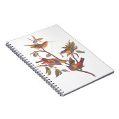 Audubon Painted Bunting Birds in a Cherokee Plum Notitieboek (Rechterzijde)