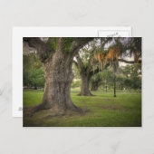 Audubon Park Live Oaks Briefkaart (Voorkant / Achterkant)