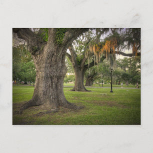 Audubon Park Live Oaks Briefkaart
