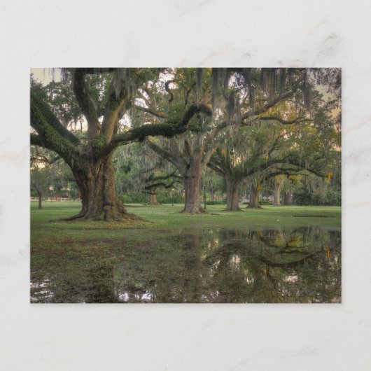 Audubon Park Rain Briefkaart (Voorkant)