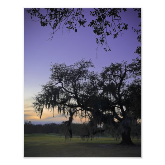 Audubon Park Sunset Foto Afdruk (Voorkant)