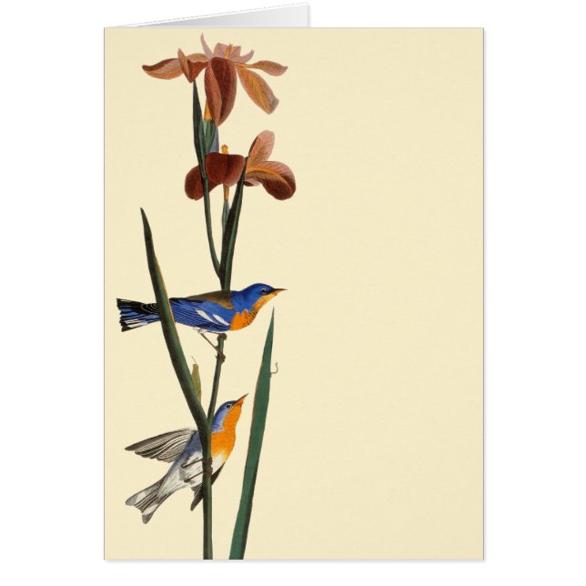 Audubon : Paruline (Devant)