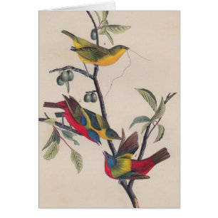 Audubon Peint Bunting Bird Wildlife