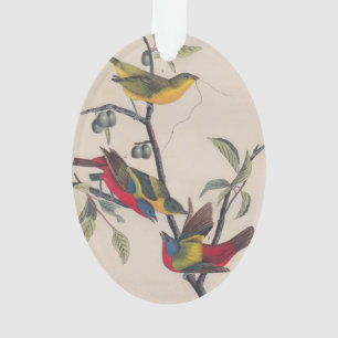 Audubon Peint Bunting Bird Wildlife