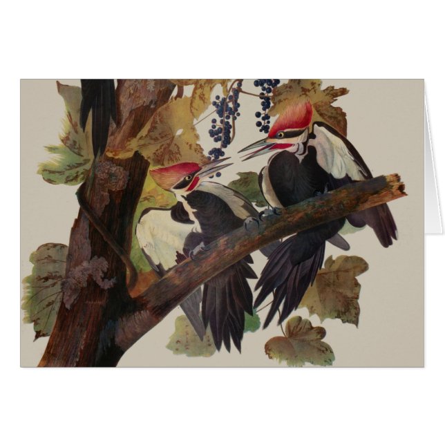 Audubon Peinture d'Oiseaux Pic Pilé (Devant horizontal)