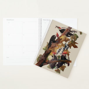 Audubon Peinture d'Oiseaux Pic Pilé