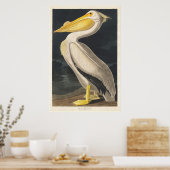 Audubon Pelican Poster (Keuken)